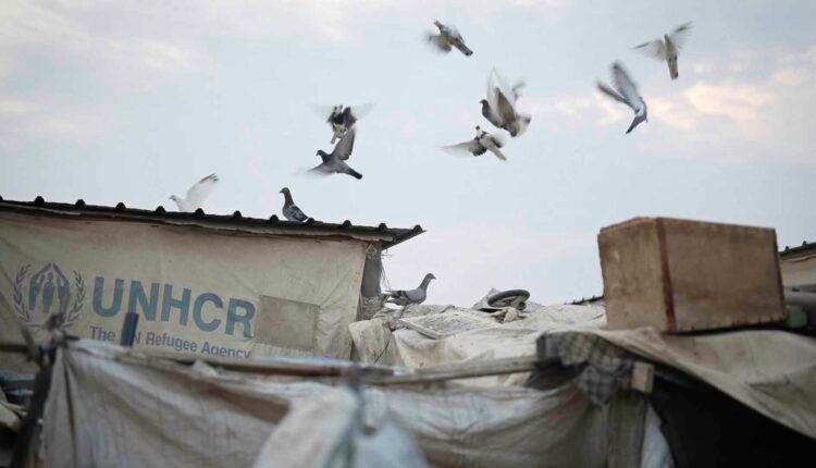 Group of birds inside displacement camp