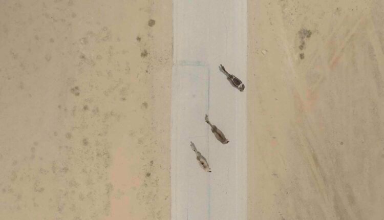 Aerial Footage Of Camels in Desert