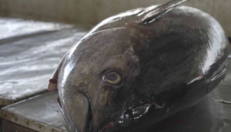 Fish Market in Mukalla