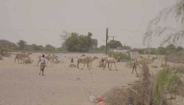 Raising camels in village