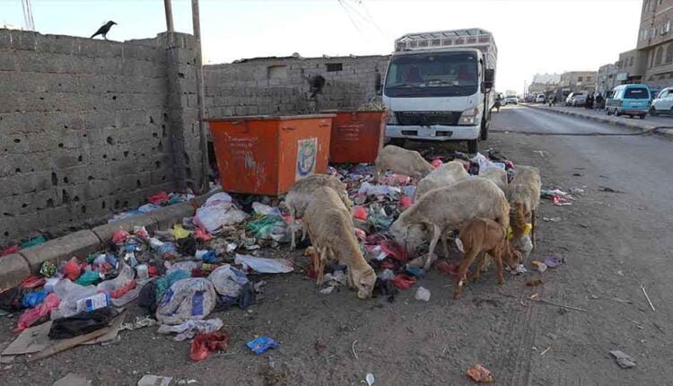 Sheep eating garbage