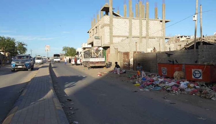 Sheep eating garbage [2]